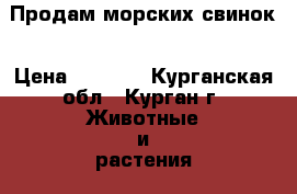 Продам морских свинок › Цена ­ 1 200 - Курганская обл., Курган г. Животные и растения » Грызуны и Рептилии   . Курганская обл.